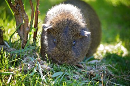 Guinea