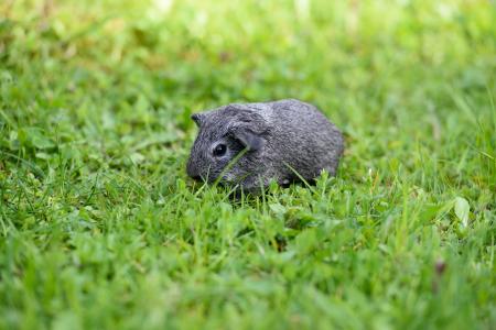 Guinea