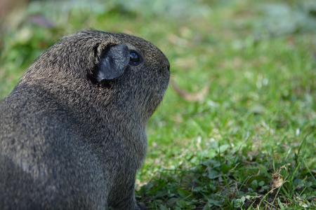 Guinea