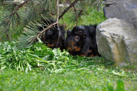 Guinea