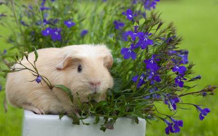 Guinea n Flower