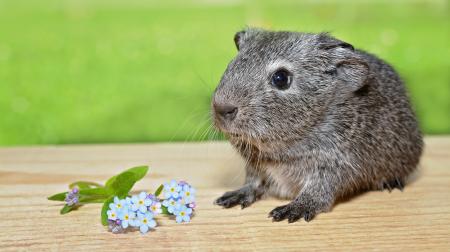 Guinea Pig