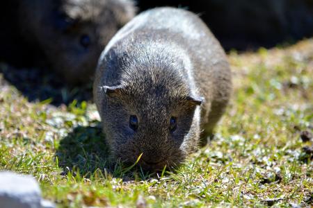 Guinea Pig