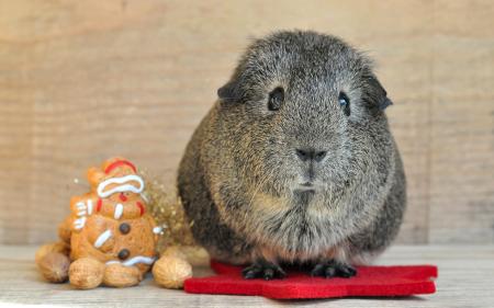 Guinea Pig