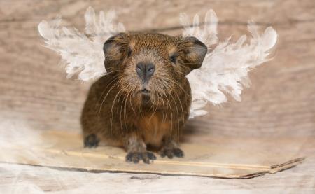 Guinea-Pig