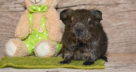 Guinea-Pig