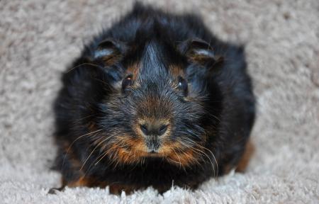 Guinea-pig