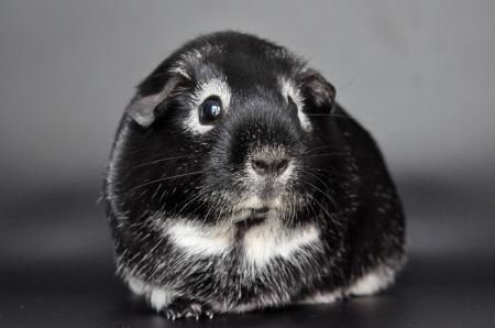 Guinea pig