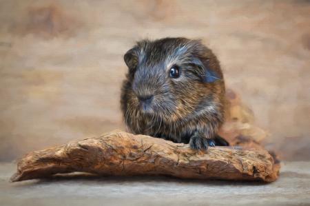 Guinea Pig