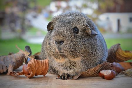 Guinea Pig