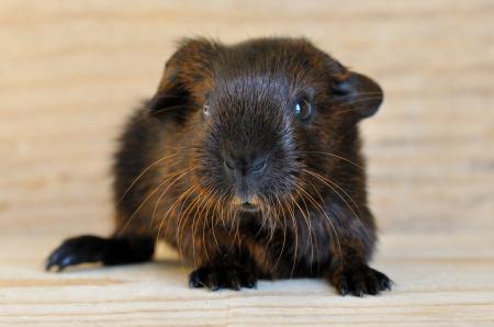 Guinea Pig