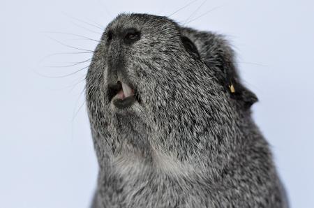 Guinea Pig