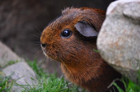 Guinea Pig