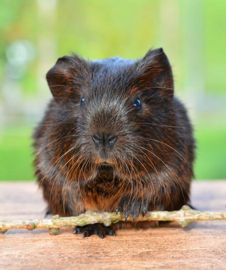 Guinea Pig