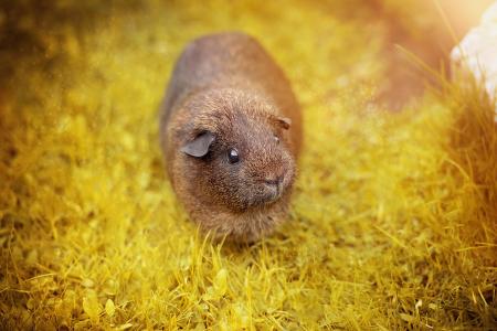 Guinea Pig