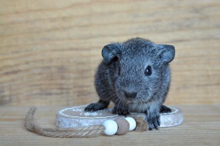 Guinea Pig