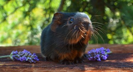 Guinea Pig