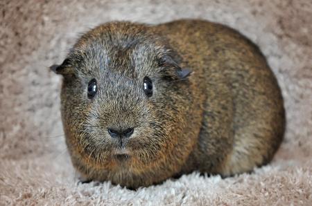 Guinea Pig