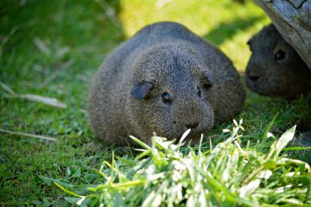 Guinea Pig