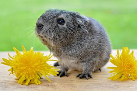 Guinea Pig