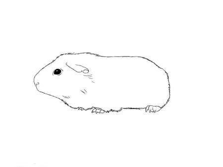 Guinea Pig Drawing