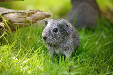 Guinea Pig in Grass