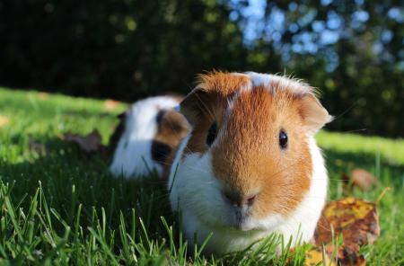 Guinea Pig