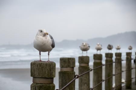 Gulls at Nye Beach, Oregon