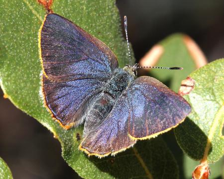 HAIRSTREAK, ARIZONA (Erora quaderma) (4-12-12) madera cyn, scc, az -01b