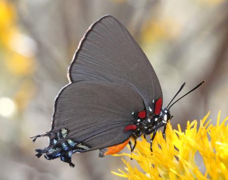 HAIRSTREAK, GREAT BLUE (Atlides halesus) (10-22-13) fem, harshaw road rabbitbrush, patagonia mts, scc, az