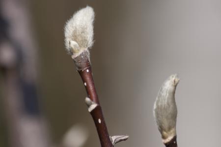 Hairy Bud