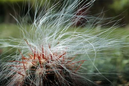 Hairy Cactus