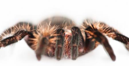 Hairy Spider
