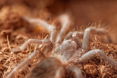 Hairy Spider
