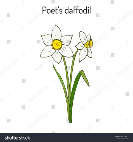 Hand drawn daffodil