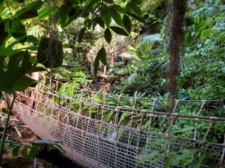 Hanging Bridge