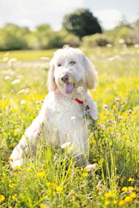 Happy Dog in the Garden