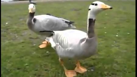 Happy goose
