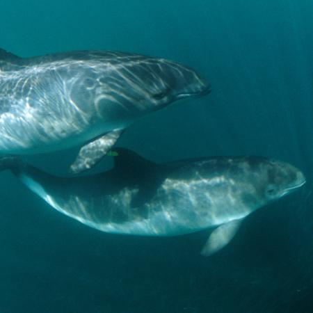 Harbor Porpoise