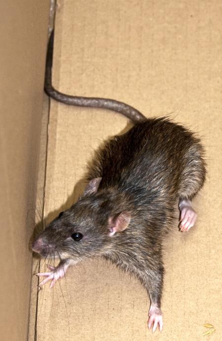 Harbor Rat