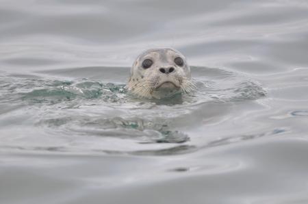 Harbor Seal