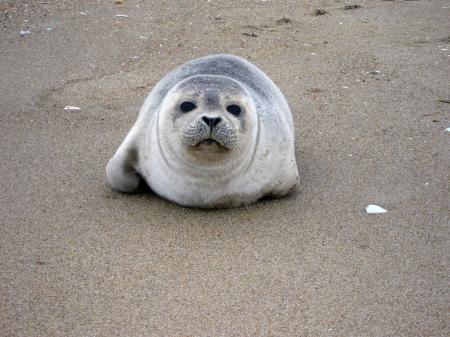 Harbor Seal