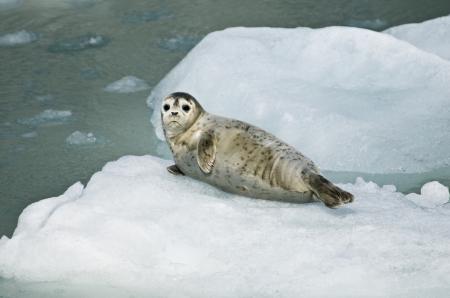 Harbor Seal