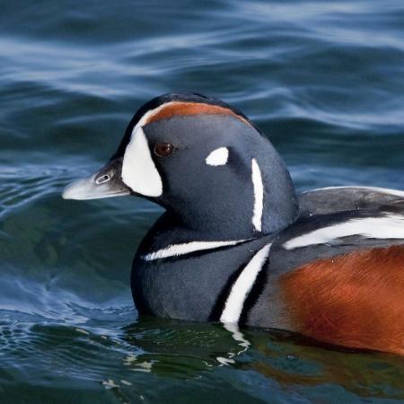 Harlequin Duck