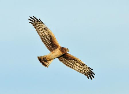 Harrier in the Air