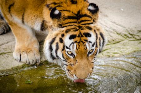 Having a little sip