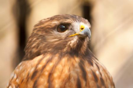 Hawk