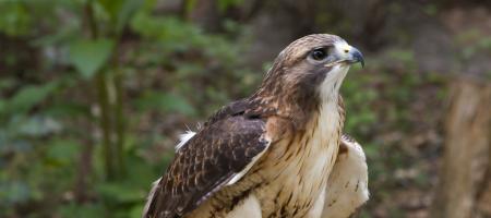 Red Tailed Hawk