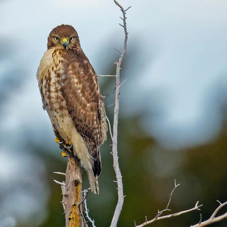 Red Tailed Hawk