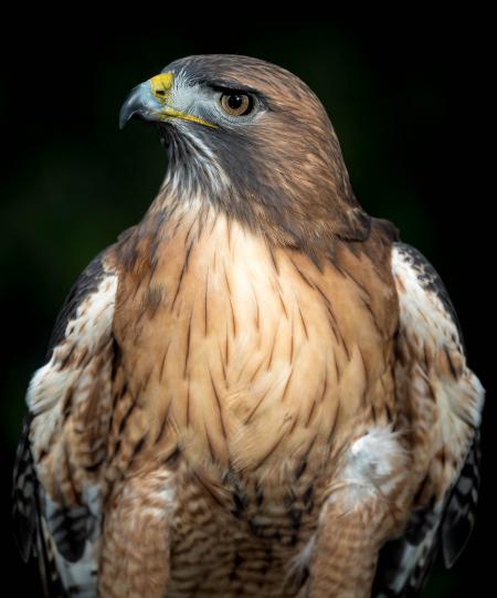 Red Tailed Hawk